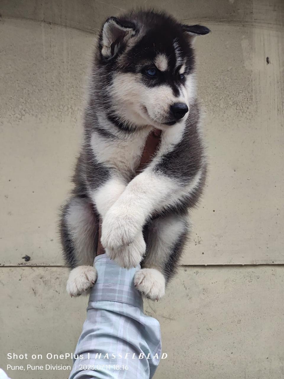 Buy Vaccinated  Siberian Husky Puppy from Kolkata